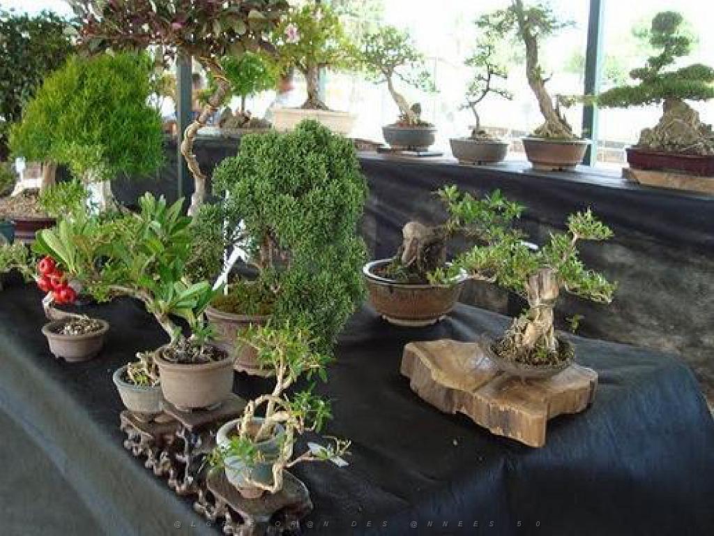 149 BONZAI A MAULEVRIER 2016_000028.jpg